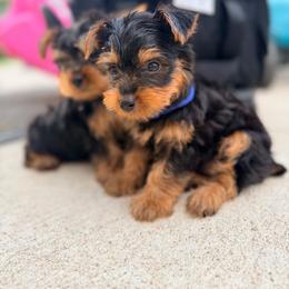 Rocky - Black and tan male Yorkshire Terrier puppy in Bruceville, Indiana from Baby Girl’s Yorkies, Shih-Tzu, Shorkies