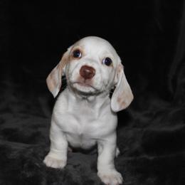 Marshall - Piebald male Dachshund puppy in Fairfax, Iowa from Grayson’s Lovable Dachshunds