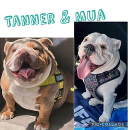 Bulldog puppies from Amanda’s Bullies