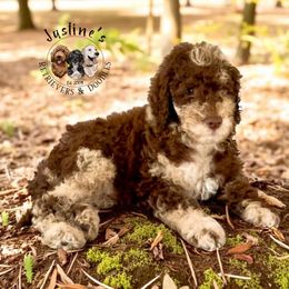 Moose Tracks - Merle male Goldendoodle puppy in Sterling, Connecticut from Justine’s Retrievers and Doodles