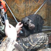 Boykin Spaniel and Labrador Retriever All Grown Up from Copper Creek Outfitters and Kennel