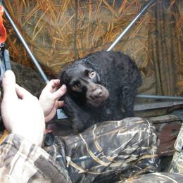 Boykin Spaniel and Labrador Retriever All Grown Up from Copper Creek Outfitters and Kennel