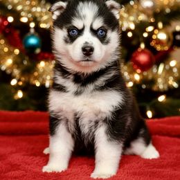 Star - Black and white female Pomsky puppy in Auburn, Washington from Periwinkle Pomskies