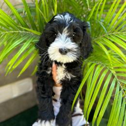 Basil - Black and chalk male Australian Labradoodle puppy in Palmdale, California from Heavenly Doodles