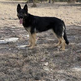 Maple - Bi-color female German Shepherd puppy in Custer County, South Dakota from Legacy German Shepherds