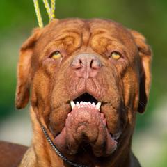 Slydurr - Dogue de Bordeaux