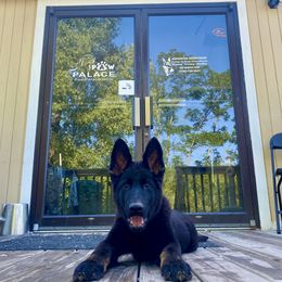 German Shepherd All Grown Up from Vom Stainherz kennels