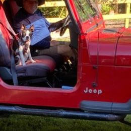 Boston Terrier Puppies from I Love Pups