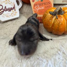 Dapple male - Dapple male Dachshund puppy in Pleasant Plains, Arkansas from JGBs Silver Spur Dachshunds