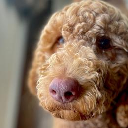 Bama - Labradoodle