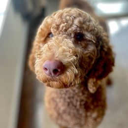 Bama - Labradoodle
