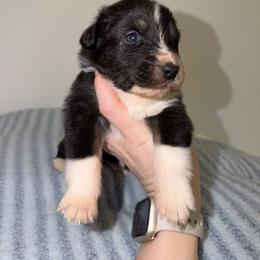 Jack - Black tri-color male Australian Shepherd puppy in Anniston, Alabama from All Hale Aussies