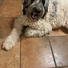 Zoe - Newfypoo