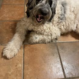 Zoe - Newfypoo