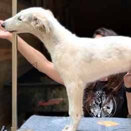 Fisher - Silver brindle male Borzoi puppy in Sherwood, Oregon from Arcaniss Borzoi