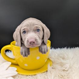 Bon jovi - Silver gray male Weimaraner puppy in Evart, Michigan from Drehbar Weimaraners