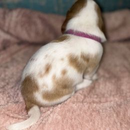 Basset Hound Puppies from Mockingbird Hollow Bassets