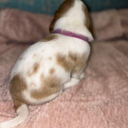 Basset Hound Puppies from Mockingbird Hollow Bassets