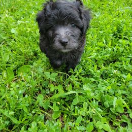 Schnoodle Puppies from RR Schnoodles