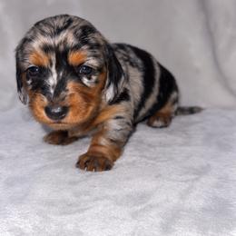 Girl 2 - Dapple female Dachshund puppy in Cincinnati, Ohio from Tabs Teenie Weenies 🌭
