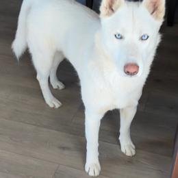 Jesse - Siberian Husky