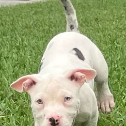 American Bully Puppies from King Bane's Bullies