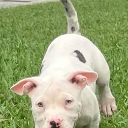 American Bully Puppies from King Bane's Bullies
