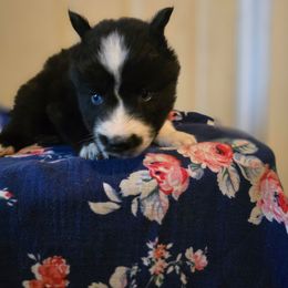 Black boy - Black and white male Siberian Husky puppy in East Otto, New York from Howling Huskies
