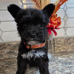 Cookie - Black and white female Chinese Crested puppy in Clarksville, Tennessee from Andrews Chinese Cresteds and Euro Bassets