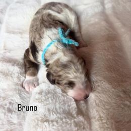 Bruno - Chocolate merle male Bernedoodle puppy in Horseshoe Bend, Idaho from Over the Moon Poodles and Doodles