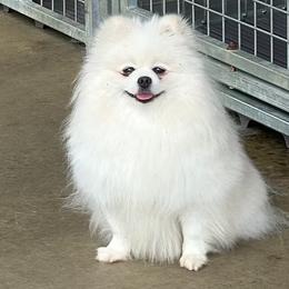 Duchess - Pomeranian