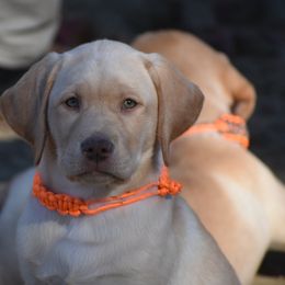 Dilute Retriever Puppies from Wicked Pines Retrievers