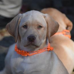 Dilute Retriever Puppies from Wicked Pines Retrievers