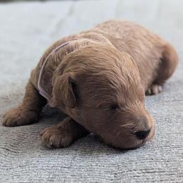 Purple collar - Cream female Goldendoodle puppy in Connecticut from Valley View Doodles