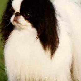 Japanese Chins from Sakura Japanese Chin