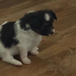 Female - White black and tan female Papillon puppy in Benton, Arkansas from Mama's Pride Poms and Paps