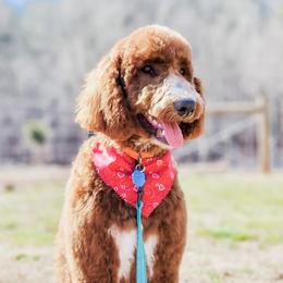 HUNTER - Poodle