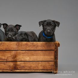 Belgian Malinois Puppies from Faubion Malinois