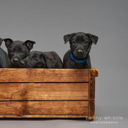 Belgian Malinois Puppies from Faubion Malinois