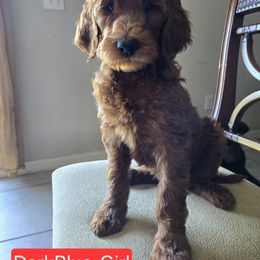 Goldendoodle Puppies from Miriam Williams