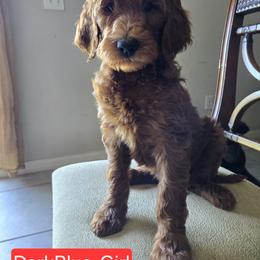 Goldendoodle Puppies from Miriam Williams