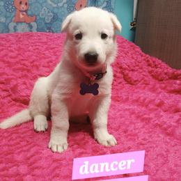 Dancer (Pink) - White female German Shepherd puppy in Bedias, Texas from TiPi S Ranch's German Shepherds