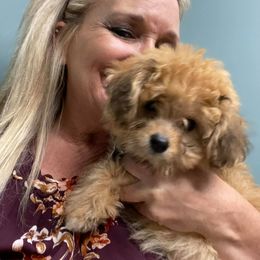 Aussiedoodles, Goldendoodles, Labradoodles, and Poodles from Hope House Doodles