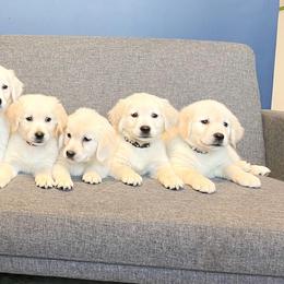 Golden Retriever Puppies from Chirping Meadows Goldens