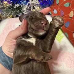 Moose - Brown male Double Doodle puppy in Chesapeake, Virginia from Doodle-Cove