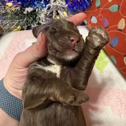 Moose - Brown male Double Doodle puppy in Chesapeake, Virginia from Doodle-Cove