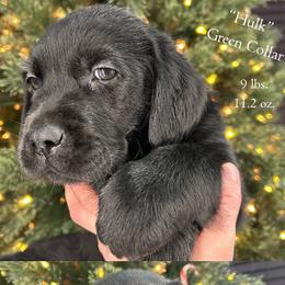 Hulk - Green Collar, Black Male - 3,500 - Black male Labrador Retriever puppy in Eaton Rapids, Michigan from Higher Ground Labradors