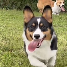 Ellie Mae - Pembroke Welsh Corgi