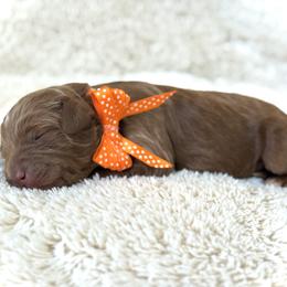Mr. Orange - Red male Australian Labradoodle puppy in Wake Forest, North Carolina from Lucky Country Labradoodles
