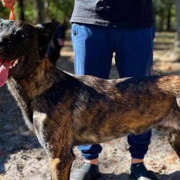 Belgian Malinois and Dutch Shepherds from Berserkermalinoiskennel